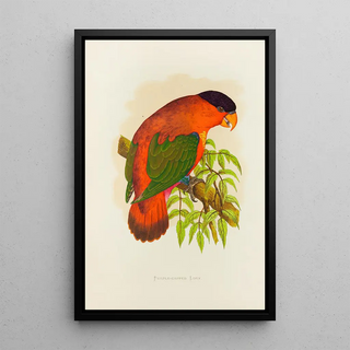 Alexander Francis Lydon - PurpleCapped Lory.webp