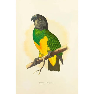 Alexander Francis Lydon - Senegal Parrot.webp