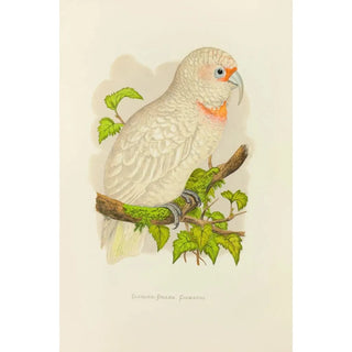 Alexander Francis Lydon - SlenderBilled Cockatoo.webp