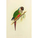 Riproduzione del dipinto Conure a orecchie bianche - Alexander Francis Lydon