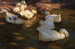 anatre nella luce della sera - Alexander Koester — vista dell’opera