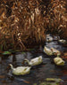 Huit canards dans les roseaux d'automne - Alexander Koester — Ansicht des Kunstwerks
