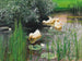 Enten im Seerosenteich - Alexander Koester — Ansicht des Kunstwerks