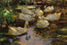 Anatre nell'acqua senza sole - Alexander Koester — vista dell’opera
