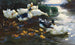 Enten mit Entenküken im Wasser - Alexander Koester — Ansicht des Kunstwerks