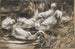 Sechs Enten am Ufer des Schilfs - Alexander Koester — Ansicht des Kunstwerks