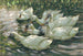 Sechs Enten unter einer Weide - Alexander Koester — Ansicht des Kunstwerks