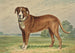Hund des Berges stehend, nach links blickend - Alexander Pope Jr — Ansicht des Kunstwerks