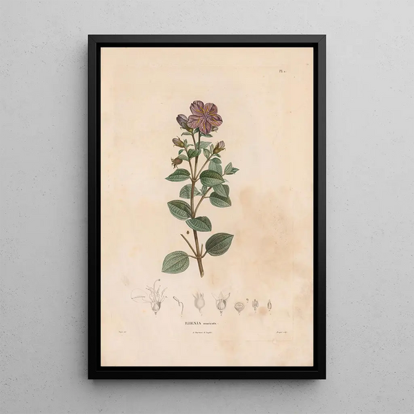 Alexander von Humboldt - Botanique Pl01.webp