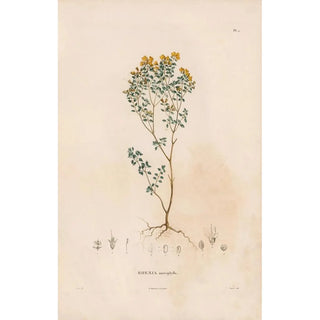 Alexander von Humboldt - Botanique Pl02.webp