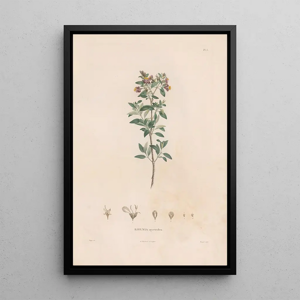 Alexander von Humboldt - Botanique Pl03.webp