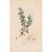 Botanisches Gemälde Pl12 - Alexander von Humboldt — Ansicht des Kunstwerks