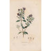Riproduzione del dipinto Botanico Pl16 - Alexander von Humboldt