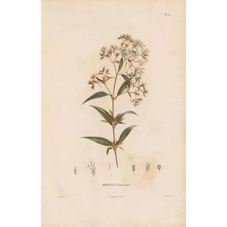 Alexander von Humboldt - Botanique Pl19.webp