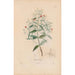 Reproduktion des Gemäldes Botanisches Gemälde Pl21 - Alexander von Humboldt