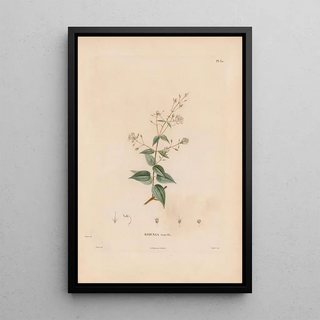 Alexander von Humboldt - Botanique Pl24.webp