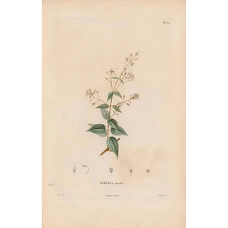 Alexander von Humboldt - Botanique Pl24.webp