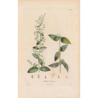 Alexander von Humboldt - Botanique Pl25.webp