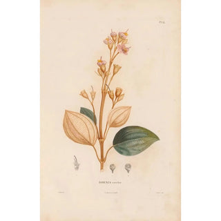Alexander von Humboldt - Botanique Pl28.webp