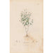 Botanical Painting Pl29 - Alexander von Humboldt — artwork view