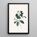 Illustrations and descriptions of the plants that make up the natural order of Camellieae Pl03 - Alfred Chandler — framed artwork on a wall