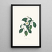 Illustrazioni e descrizioni delle piante che compongono l'ordine naturale delle Camellieae Pl05 - Alfred Chandler — quadro incorniciato alla parete
