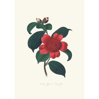 Alfred Chandler - Illustrations and descriptions of the plants which compose the natural order Camellieae Pl08.webp