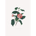 Illustrations and descriptions of the plants that make up the natural order of Camellieae Pl13 - Alfred Chandler