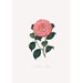 Illustrazioni e descrizioni delle piante che compongono l'ordine naturale delle Camellieae Pl14 - Alfred Chandler