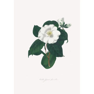 Alfred Chandler - Illustrations and descriptions of the plants which compose the natural order Camellieae Pl17.webp