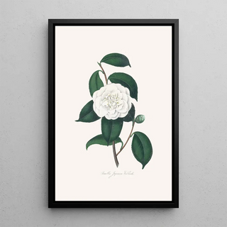 Alfred Chandler - Illustrations and descriptions of the plants which compose the natural order Camellieae Pl27.webp
