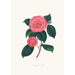 Illustrations and descriptions of the plants that make up the natural order of Camellieae Pl28 - Alfred Chandler