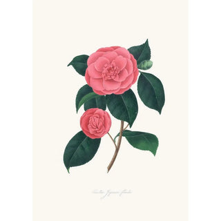 Alfred Chandler - Illustrations and descriptions of the plants which compose the natural order Camellieae Pl28.webp