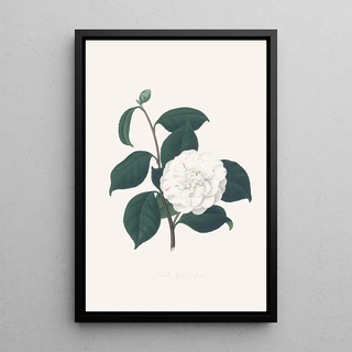 Alfred Chandler - Illustrations and descriptions of the plants which compose the natural order Camellieae Pl30.webp
