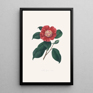 Alfred Chandler - Illustrations and descriptions of the plants which compose the natural order Camellieae Pl31.webp