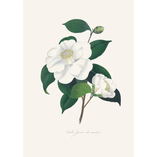 Alfred Chandler - Illustrations and descriptions of the plants which compose the natural order Camellieae Pl33.webp