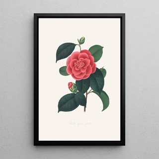 Alfred Chandler - Illustrations and descriptions of the plants which compose the natural order Camellieae Pl35.webp