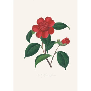 Alfred Chandler - Illustrations and descriptions of the plants which compose the natural order Camellieae Pl39.webp