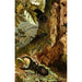 the insects millipedes and spiders Pl 05 - Alfred Edmund Brehm — artwork view