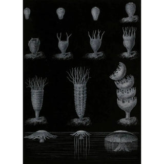 Alfred Frdol - Dveloppement de la Mduse.webp