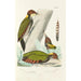 Reproduction of the painting Monographie des picidés pl12 - Alfred Malherbe