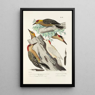 Alfred Malherbe - Monographie des picides pl31.webp