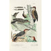 Monographie des picides pl32 - Alfred Malherbe — artwork view