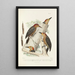 Reproduction of the painting Monographie des picides pl34 - Alfred Malherbe