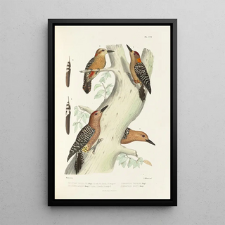 Alfred Malherbe - Monographie des picides pl35.webp