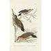 Reproduction of the painting Monographie des picides pl36 - Alfred Malherbe