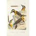Monographie des picides pl37 - Alfred Malherbe — artwork view