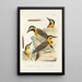 Monographie des picides pl37 - Alfred Malherbe — framed artwork on a wall