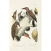 Reproduction of the painting Monographie des picides pl38 - Alfred Malherbe