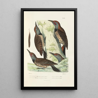 Alfred Malherbe - Monographie des picides pl39.webp